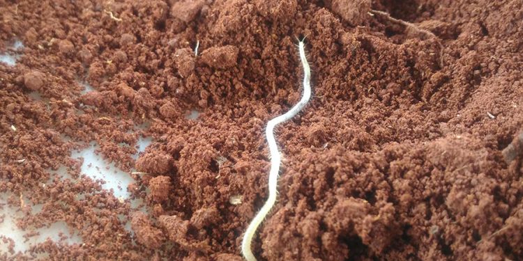 Cientistas propõem observatório global unificado para monitorar biodiversidade do solo