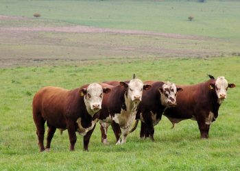 Embrapa promove evento em Porto Alegre com a líder do conselho científico da COP30