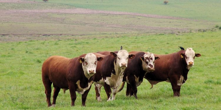 Embrapa promove evento em Porto Alegre com a líder do conselho científico da COP30
