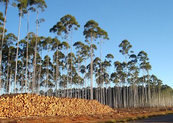 SisEucalipto gera R$ 501 milhões em benefícios econômicos e otimiza manejo florestal