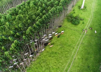 Brasil emite primeiros créditos de carbono por agricultura regenerativa nas Américas