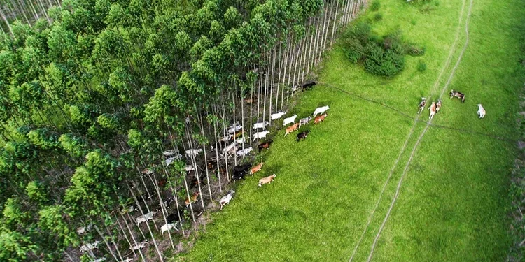 Brasil emite primeiros créditos de carbono por agricultura regenerativa nas Américas