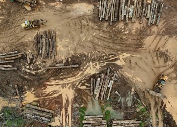Madeireiros ilegais exploram crédito de carbono e ameaçam a Amazônia