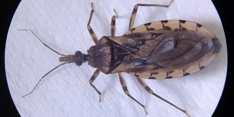 Mudanças climáticas podem ampliar o risco da Doença de Chagas na Amazônia