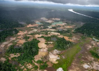 Ameaça à vista: como a destruição da Amazônia pode desencadear futuras pandemias