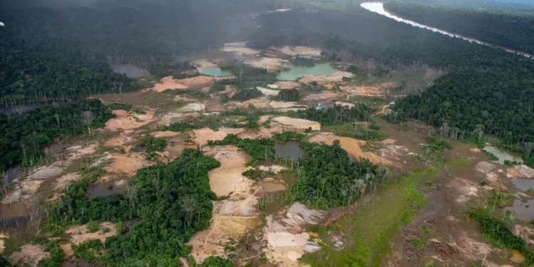 Ameaça à vista: como a destruição da Amazônia pode desencadear futuras pandemias