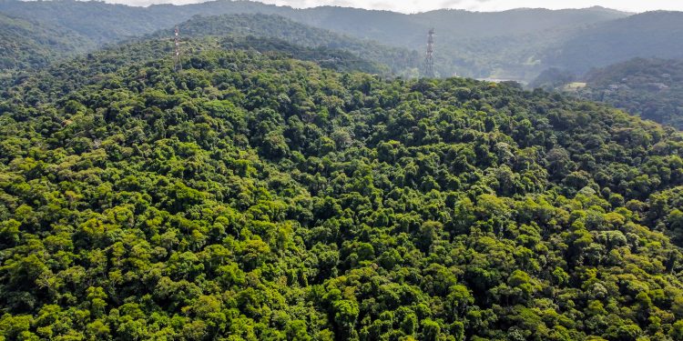 MyCarbon acelera e mira 5 milhões de créditos de carbono até 2033