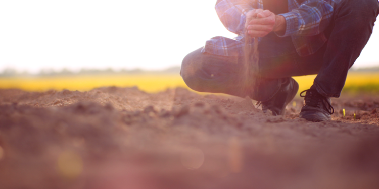Como a agricultura regenerativa pode gerar crédito de carbono