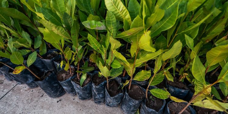 Congresso das Cidades promove a sustentabilidade com distribuição de 15 mil mudas