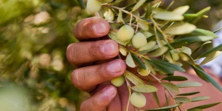 Como Produtores de Azeite da Califórnia Estão Adotando a Agricultura Regenerativa