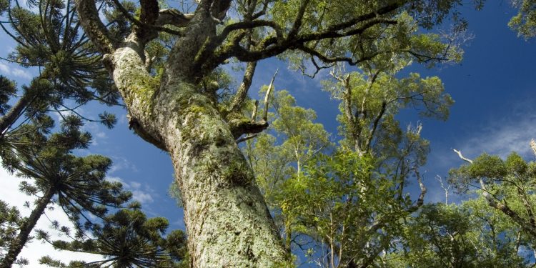 Aquecimento global apresenta riscos crescentes para resiliência das árvores tropicais