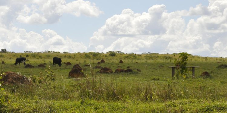 Brasil e Japão desenvolvem projeto para recuperação de pastagens degradadas