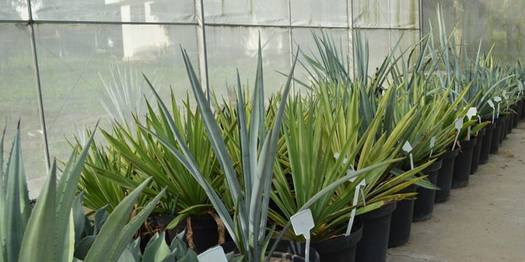 Brasil Explora Planta da Tequila para Produção Sustentável de Etanol