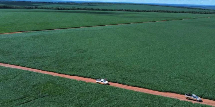 O papel estratégico do Brasil no mercado de carbono