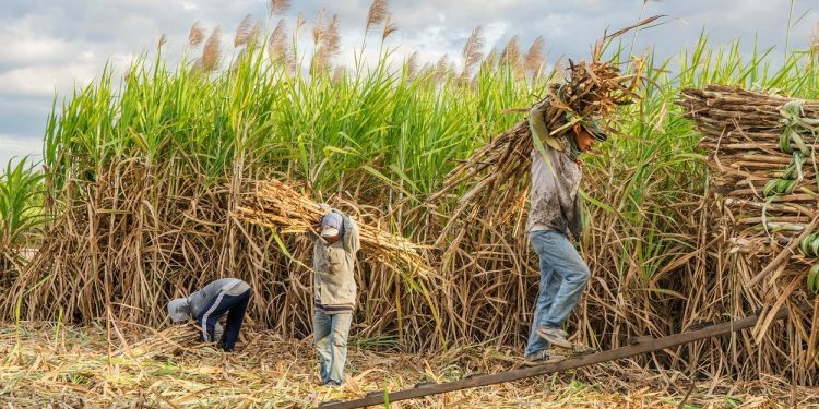 Do corte ao crédito de carbono: a jornada do produtor de cana no Brasil