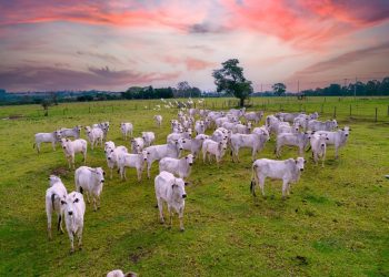 Fábrica de créditos de carbono da Minerva, MyCarbon começa a ganhar escala