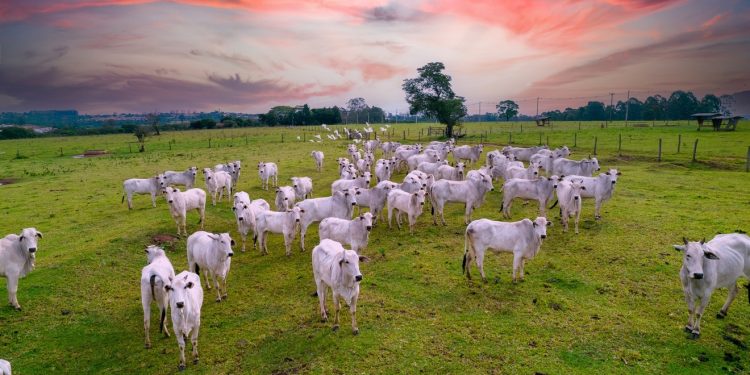 Fábrica de créditos de carbono da Minerva, MyCarbon começa a ganhar escala