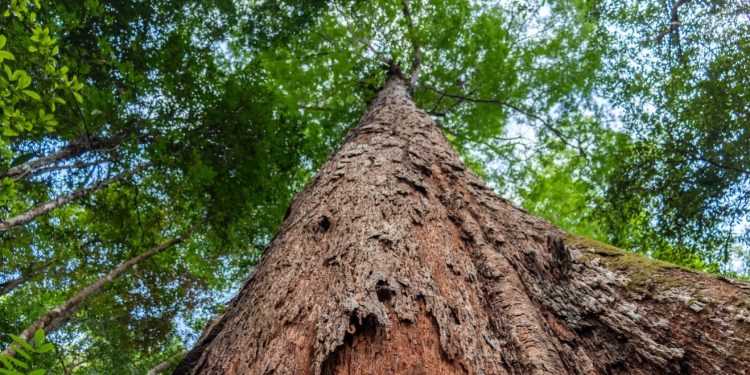PEC 65/2023: estabilidade do mercado de capitais e futuro da economia em risco
