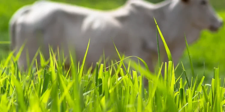 Boletim Focus: mercado financeiro baixa estimativa de inflação em 2025 e 2026