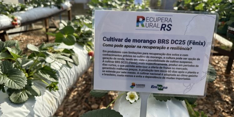 Ações para mitigação de efeitos do clima e para recuperação rural são destaques da Embrapa na 48ª Expointer