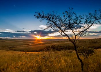Estudos confirmam viabilidade econômica de sistemas sustentáveis de produção na Amazônia e no Cerrado