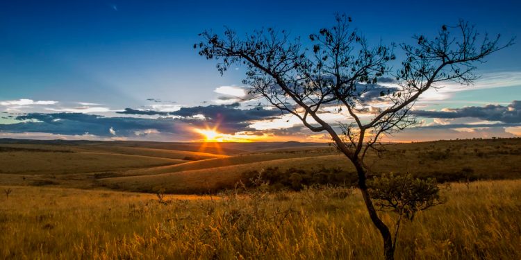 Estudos confirmam viabilidade econômica de sistemas sustentáveis de produção na Amazônia e no Cerrado