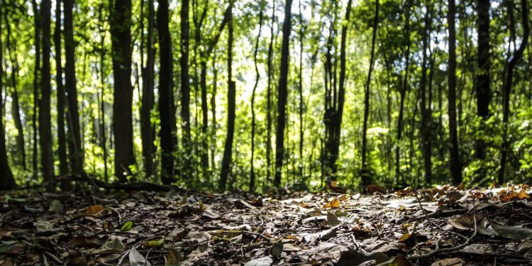 Produção florestal do país cresce 16,7% e chega a R$ 44,3 bi em 2024