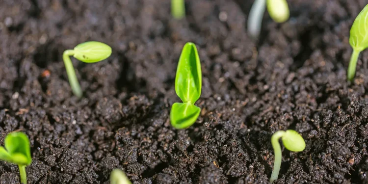 Brasil é destaque em conferência internacional sobre agricultura de baixo carbono na Tailândia