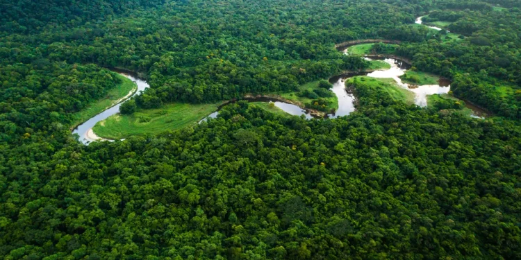 Entenda a importância dos créditos de carbono