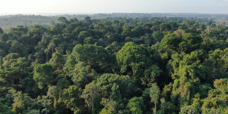 Altas temperaturas e secas severas afetam regiões preservadas da floresta amazônica