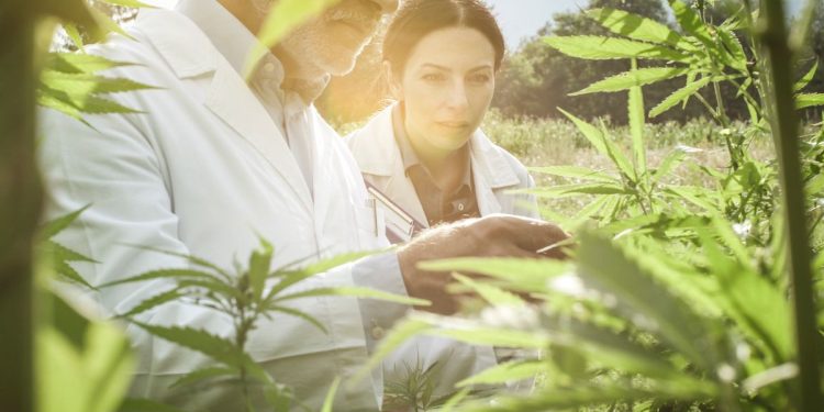 Cannabis como solução para captura de carbono