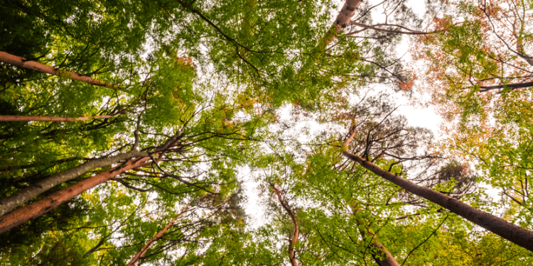 Do voluntário ao regulado: Brasil amplia horizonte para créditos de carbono