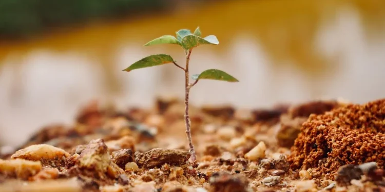 São Paulo aposta em créditos ambientais para impulsionar restauração ecológica