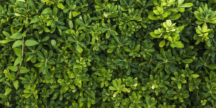 Calculadora fornece dados de estoques de carbono presentes na vegetação